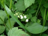 Maigloeckchen (3)